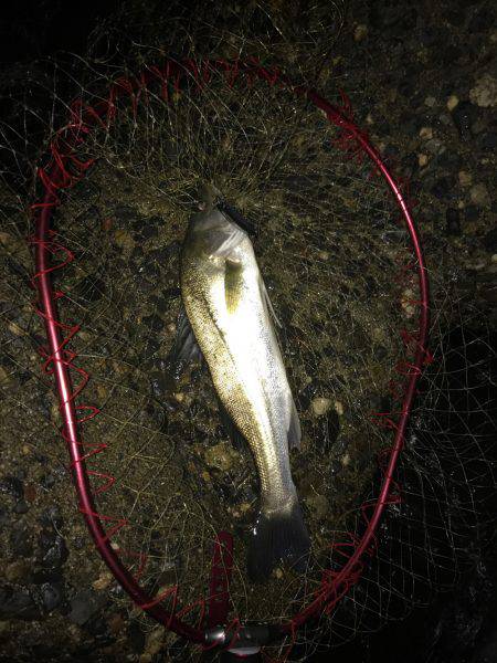 秋パターン突入(*･ω･)ﾉ