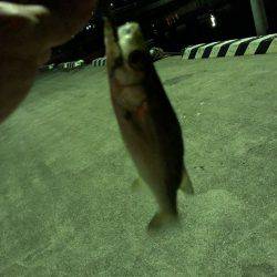 久々の釣りで、、、♪