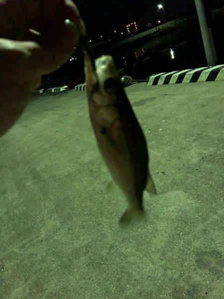 久々の釣りで、、、♪