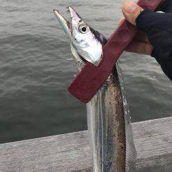 タチウオそろそろ入りましたか