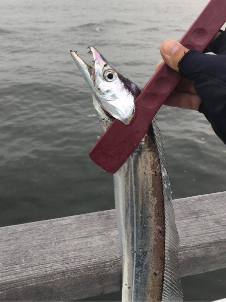 タチウオそろそろ入りましたか