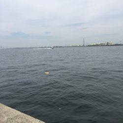 相変わらずサゴシ