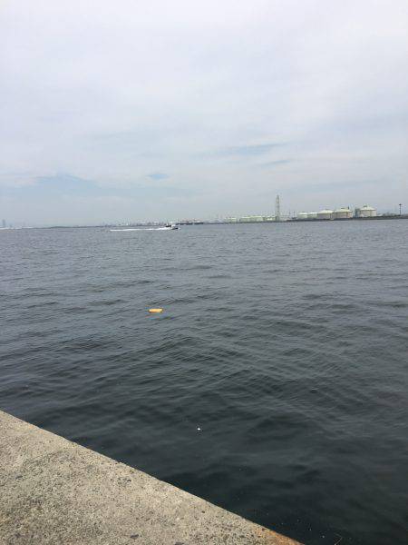 相変わらずサゴシ