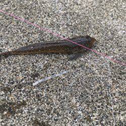 まさに五目釣り！