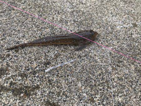 まさに五目釣り！