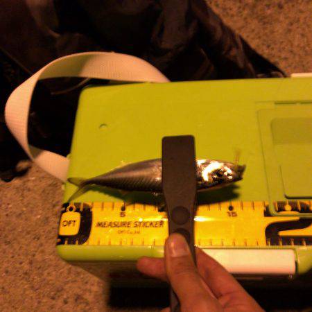 神戸沖タチウオワインド