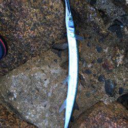 アオリと青色のん