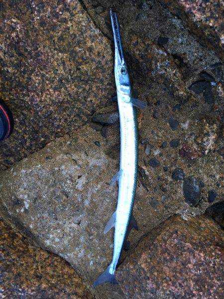 アオリと青色のん