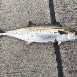 サゴシ高活性！