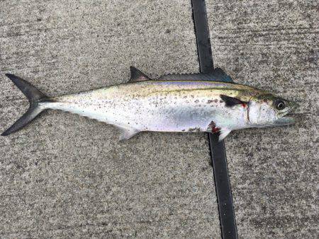 サゴシ高活性！