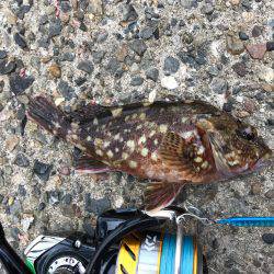 シーバスぼちぼち