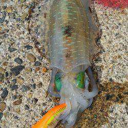 大きさはバラバラ