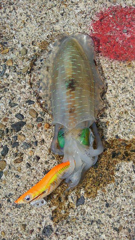 大きさはバラバラ