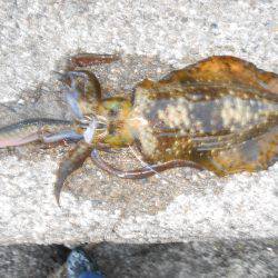 秋のルアー五目