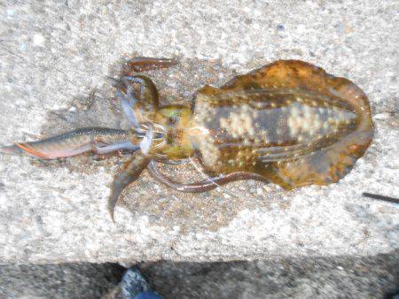 秋のルアー五目