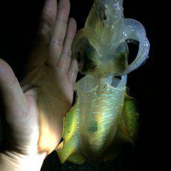 やっとアオリ一杯