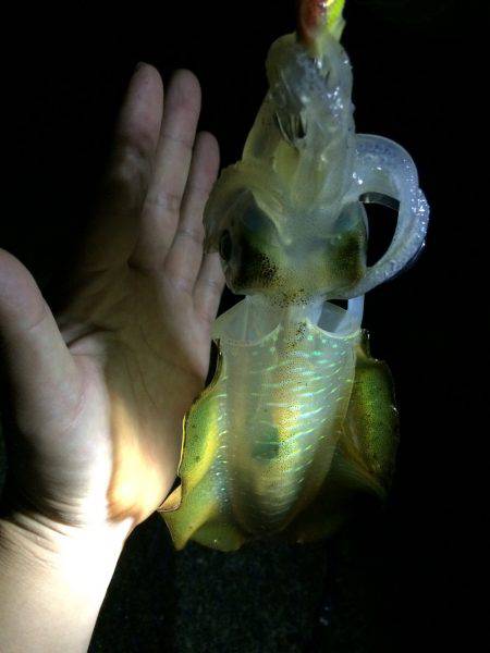 やっとアオリ一杯