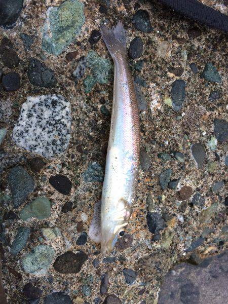 ゴンズイが沢山