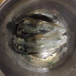 エギングで初アオリ！