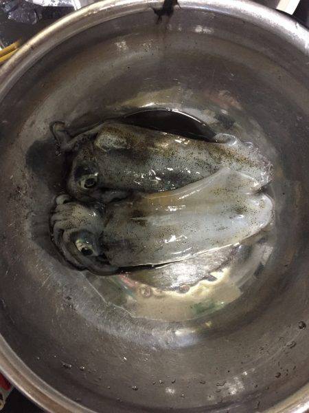 エギングで初アオリ！