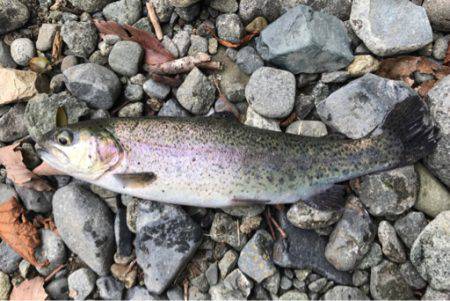 リヴァスポット早戸にて大物！