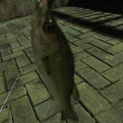 初めてワームでアジ