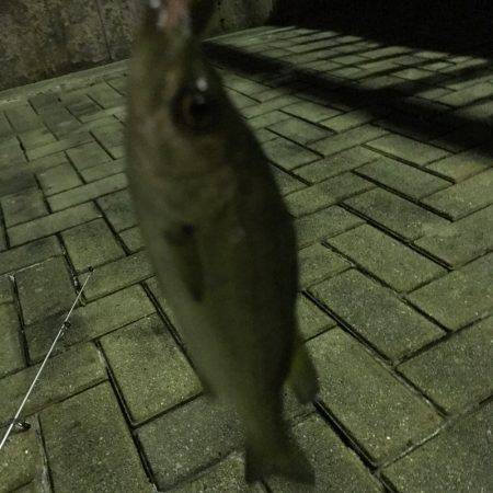 初めてワームでアジ