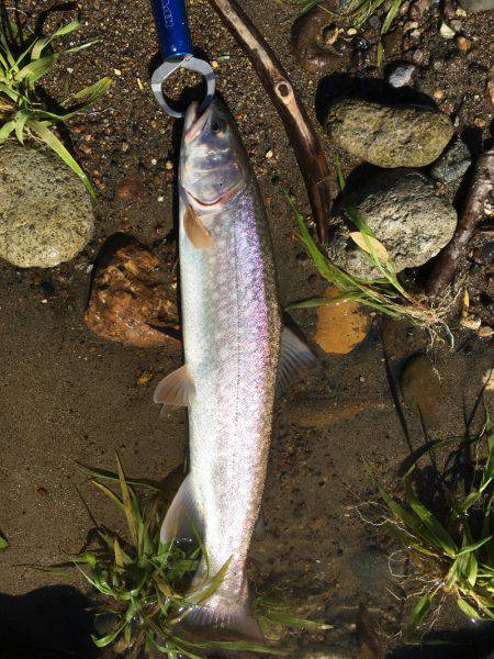 久方ぶりのトラウト