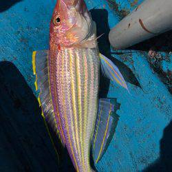 萩市 船五目釣り