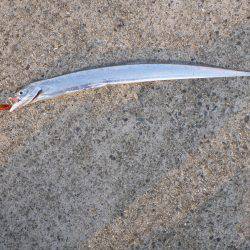 ポーアイ沖堤青物狙い