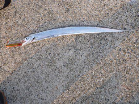 ポーアイ沖堤青物狙い