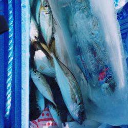 イカ、アジ、カマス、キス