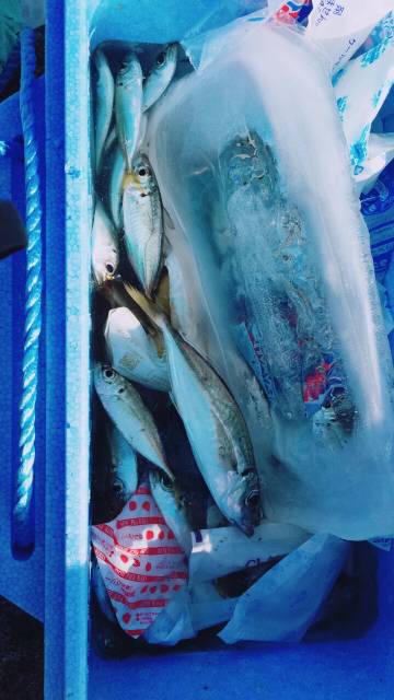 イカ、アジ、カマス、キス