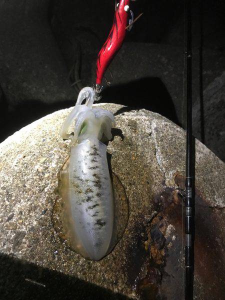 久しぶりにエギング