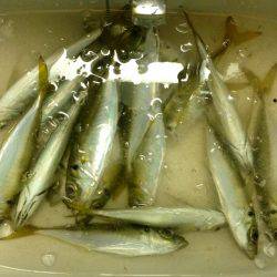 憂さ晴らしアジング