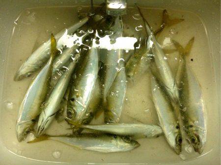 憂さ晴らしアジング