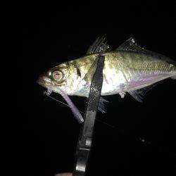 尺アップげっとー( ´ー｀)y-~~~