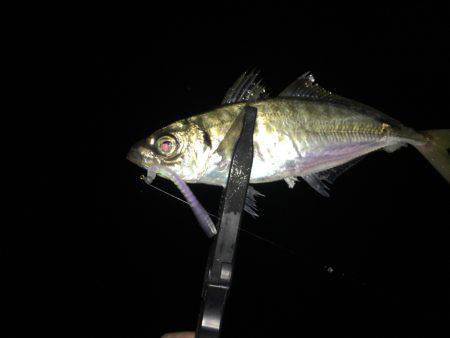 尺アップげっとー( ´ー｀)y-~~~