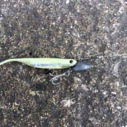 したしぶりの釣果