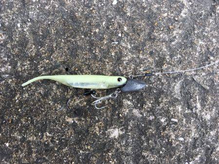 したしぶりの釣果