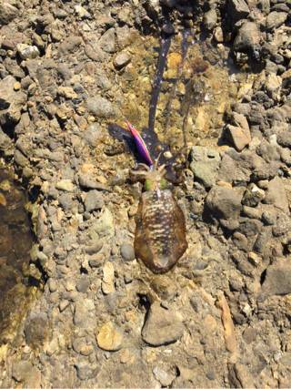 遠征でみなべなまで