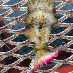 恒例のハマチからの〜アオリイカ❗️