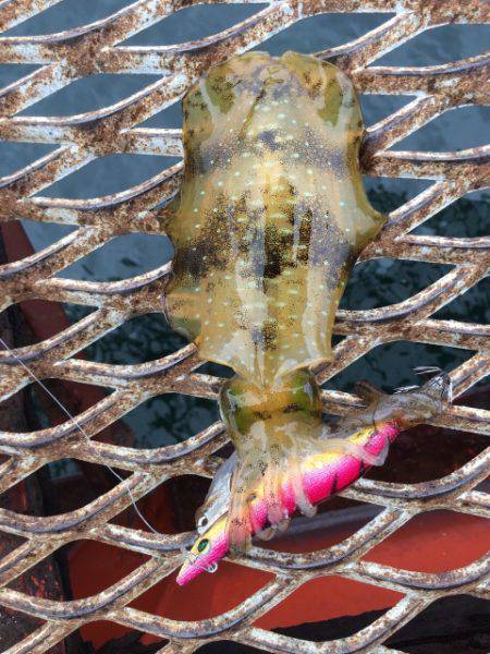 恒例のハマチからの〜アオリイカ❗️