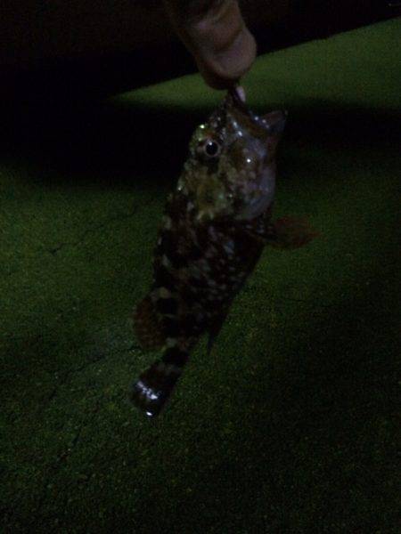 ワインド、アジング