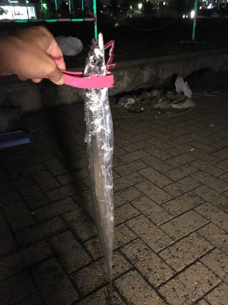 初コスモスクエア♪