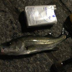 アジング成功！