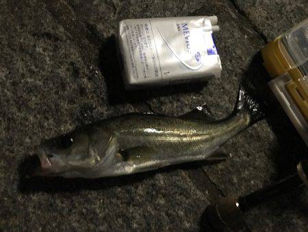 アジング成功！