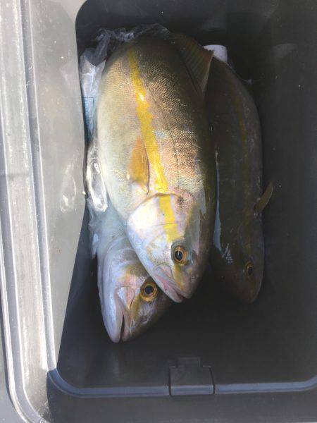 洲本港ショアジギ