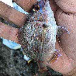 松江市手結漁港フカセ釣り