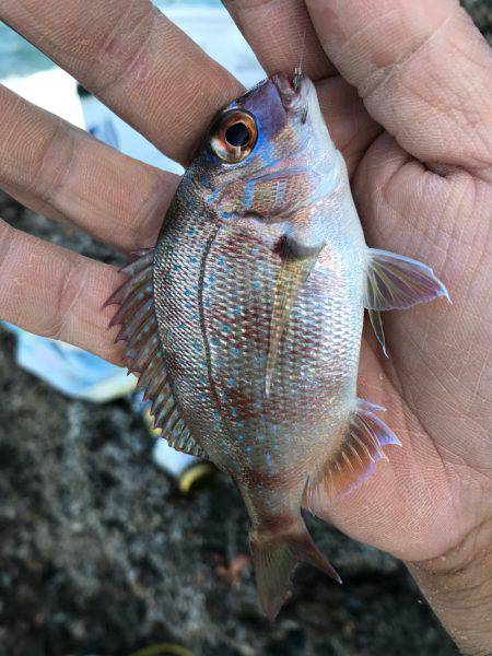 松江市手結漁港フカセ釣り